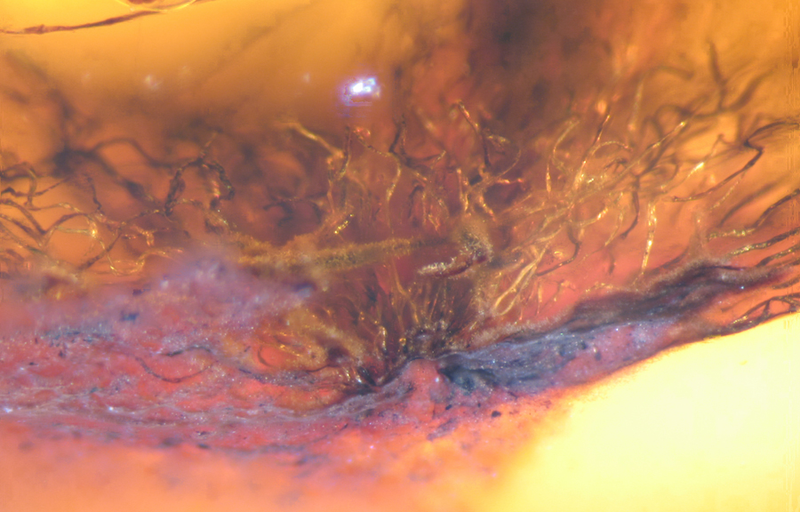 Illustration for article titled Dinosaur Feathers Discovered in Canadian Amber